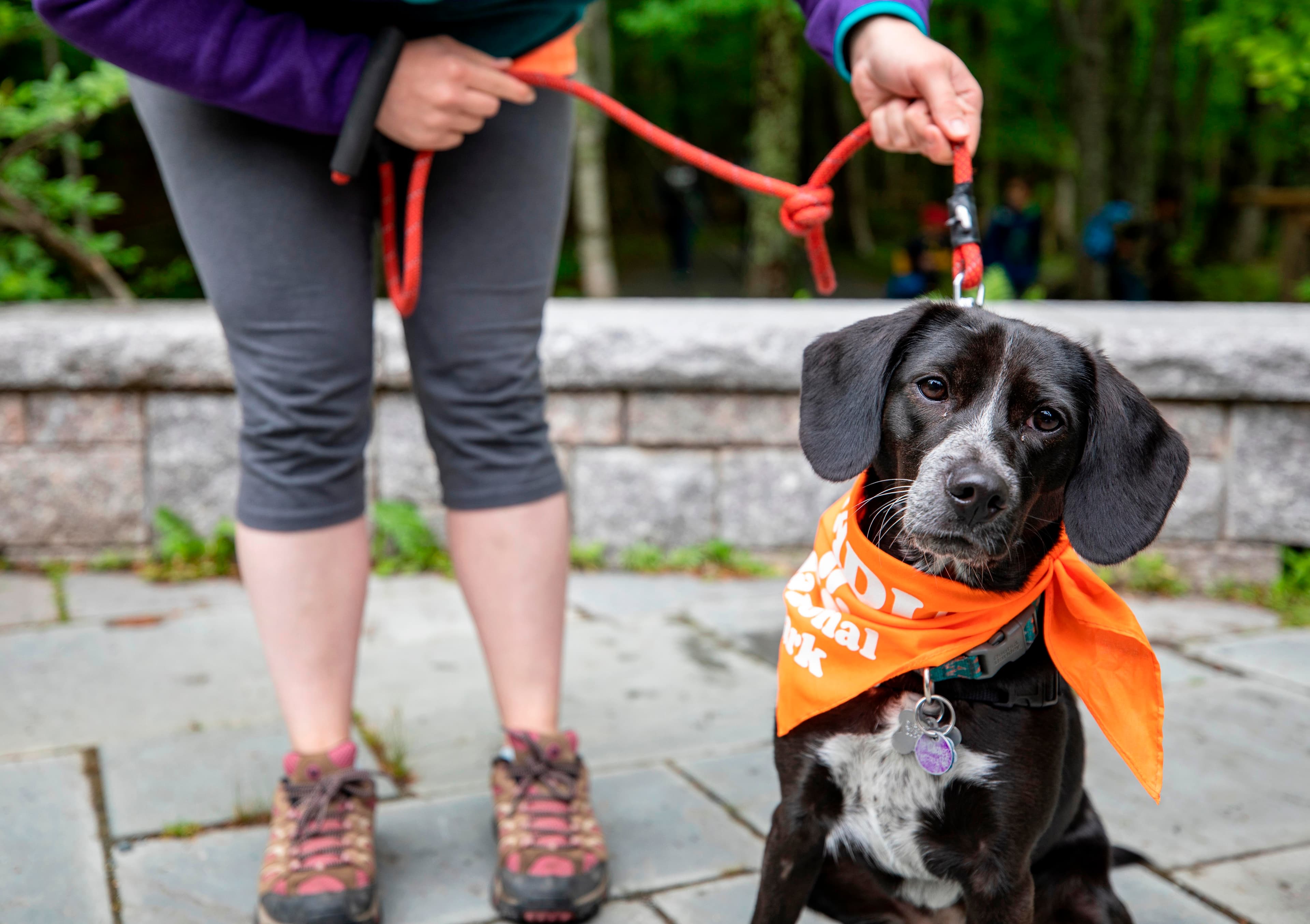 A small black-and-white dog with floppy ears wears an orange bandana around its neck. A person stand