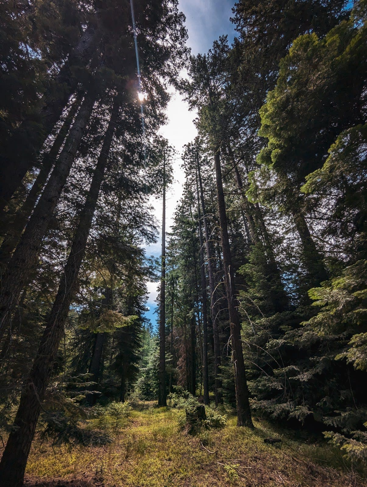 Ahtanum State Forest (Tree Phones / Grey Rock Trail)