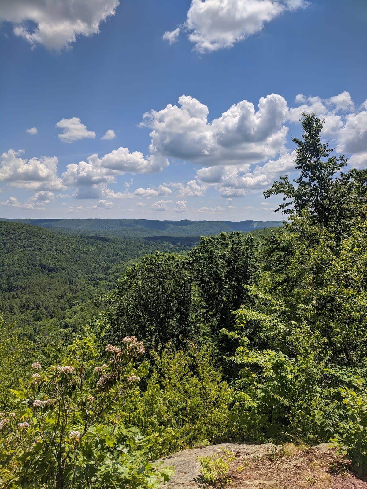American Legion State Forest