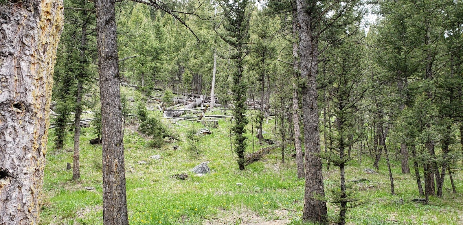 Bear Valley Horse Camp
