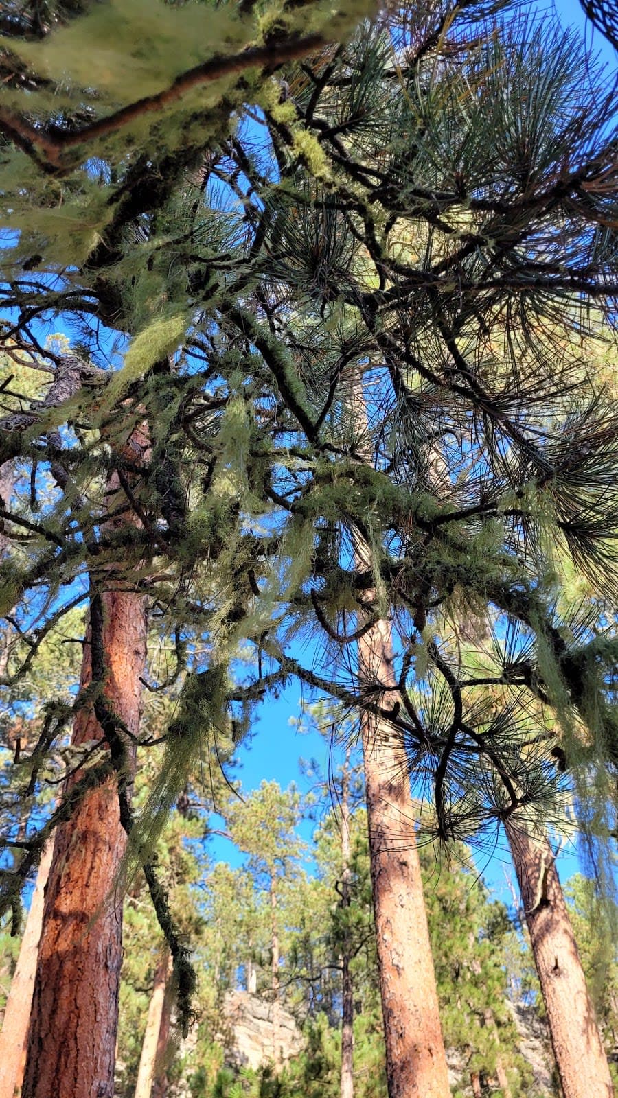 Big Pine Trailhead (Centennial Trail / Black Hills National Forest)