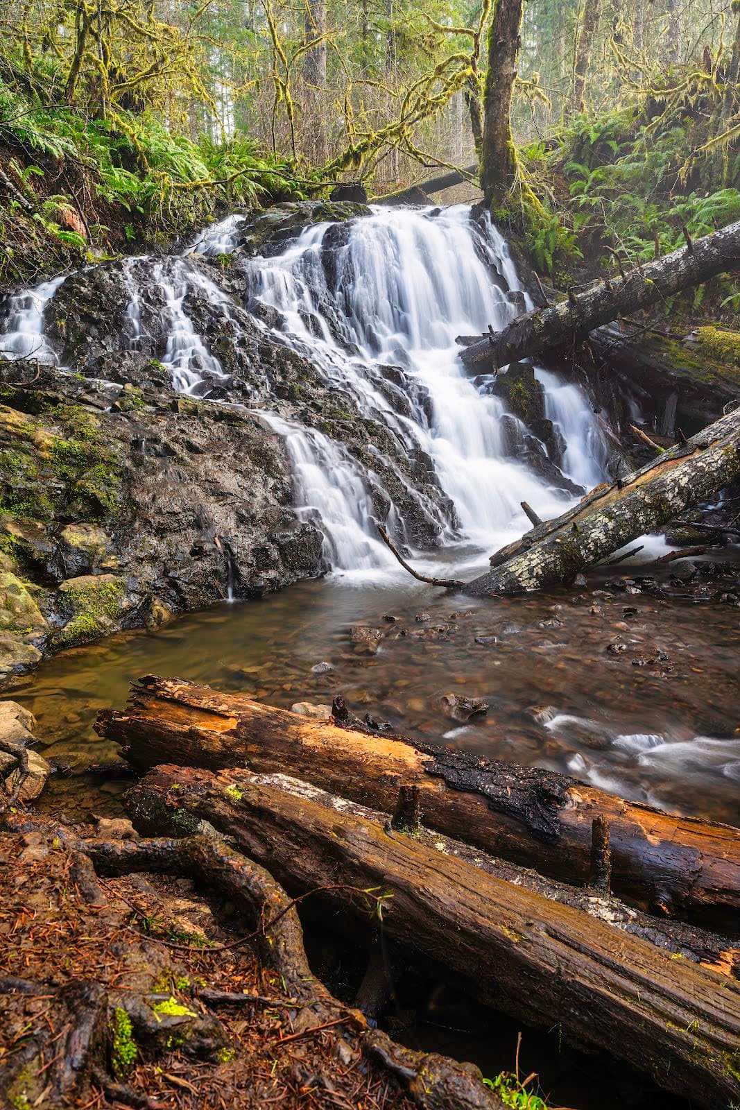 Capitol State Forest (Mima Falls / Margaret McKenny)