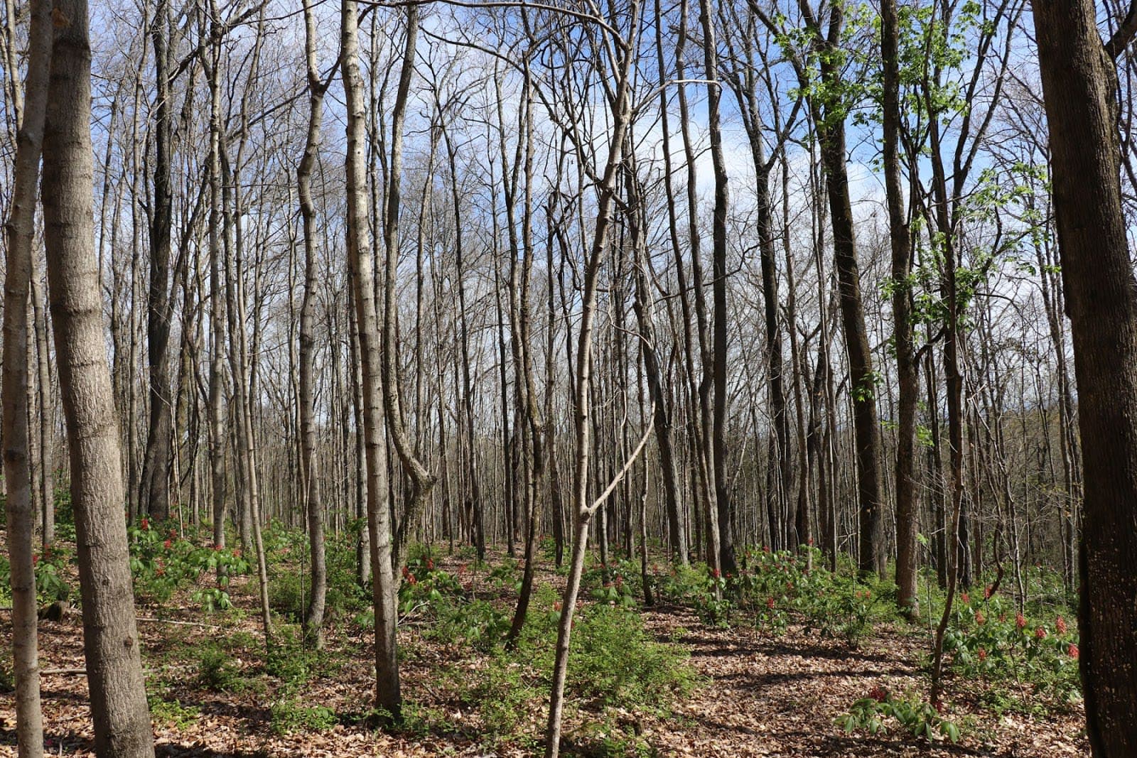 Chapman Mountain Nature Preserve