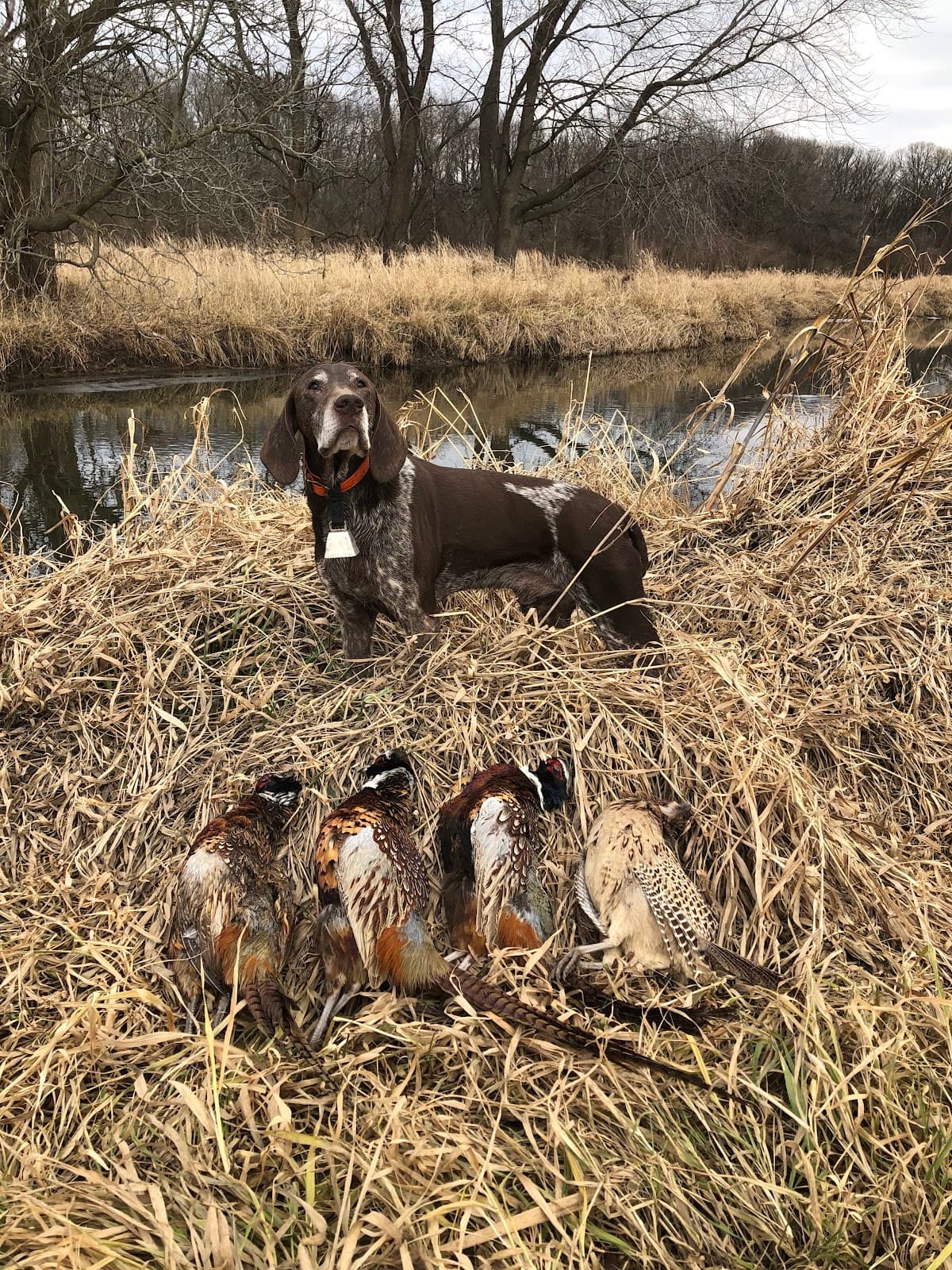 Des Plaines State Fish & Wildlife Area