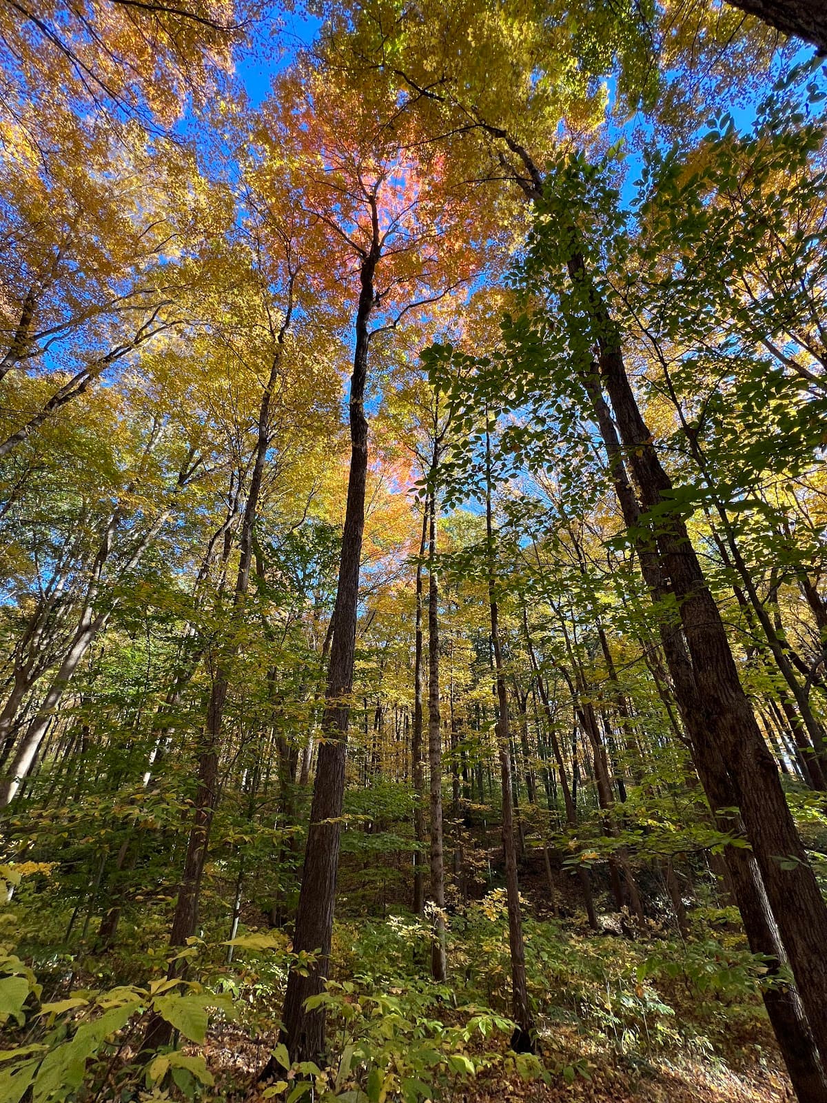 Frances Slocum State Forest