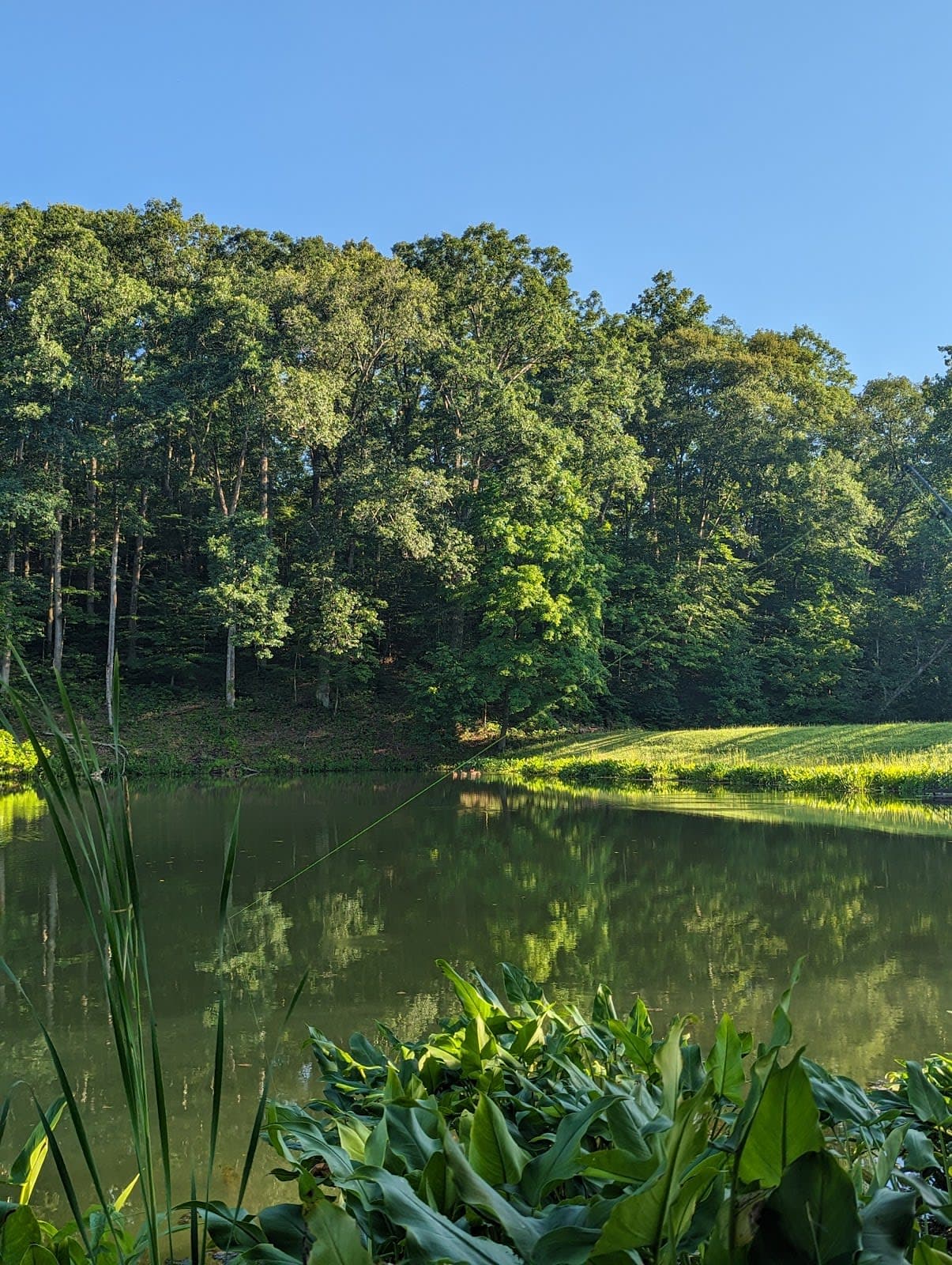 Greene-Sullivan State Forest