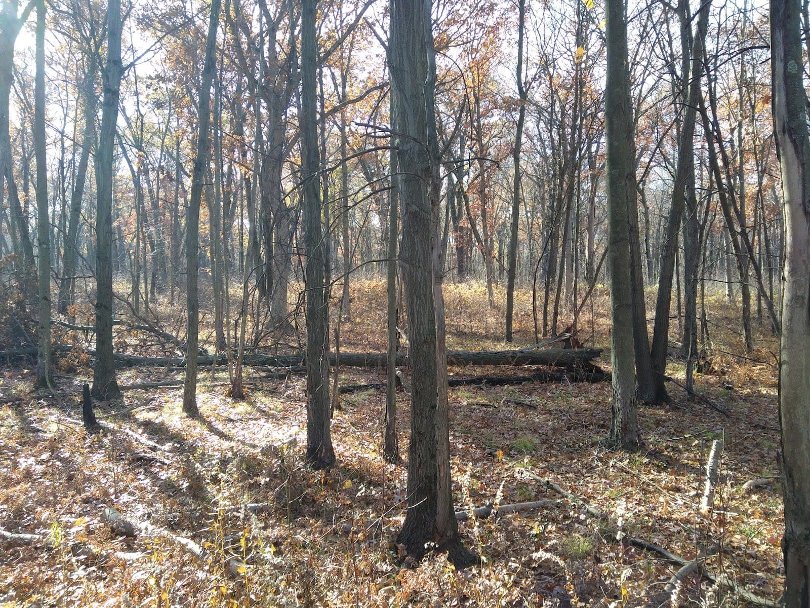 Indiana Dunes National Park - Glenwood Dunes