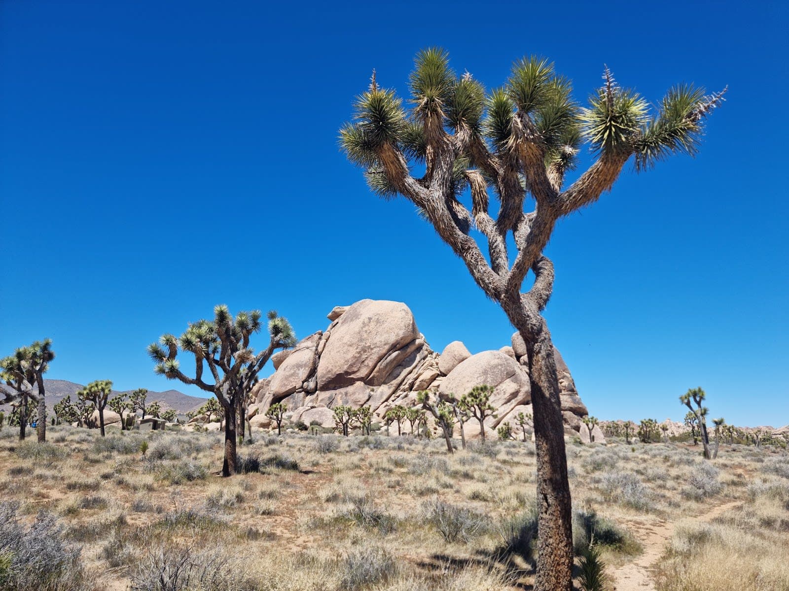 Joshua Tree National Park
