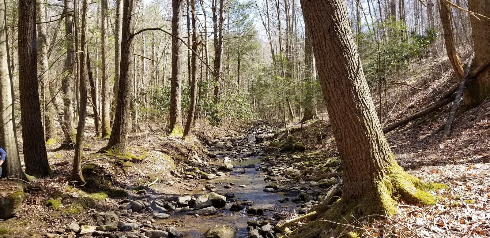 Kentucky Ridge State Forest