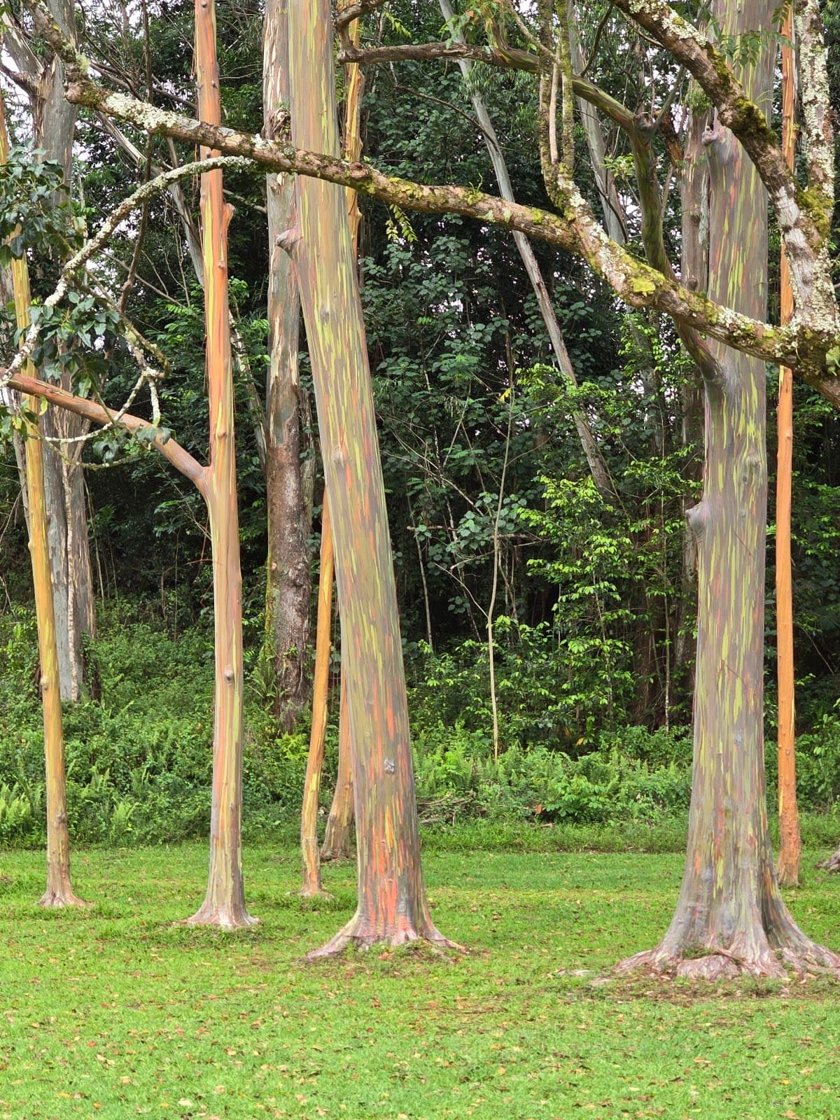 Līhuʻe-Kōloa Forest Reserve / Keāhua–Kuilau–Powerline Network