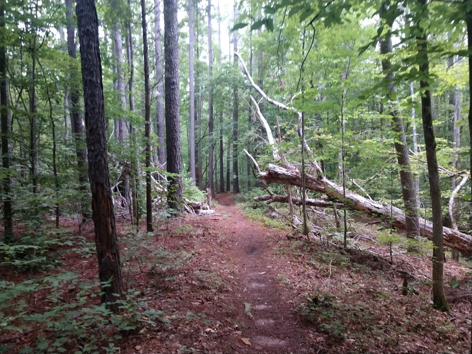 Long Cane Horse Trail