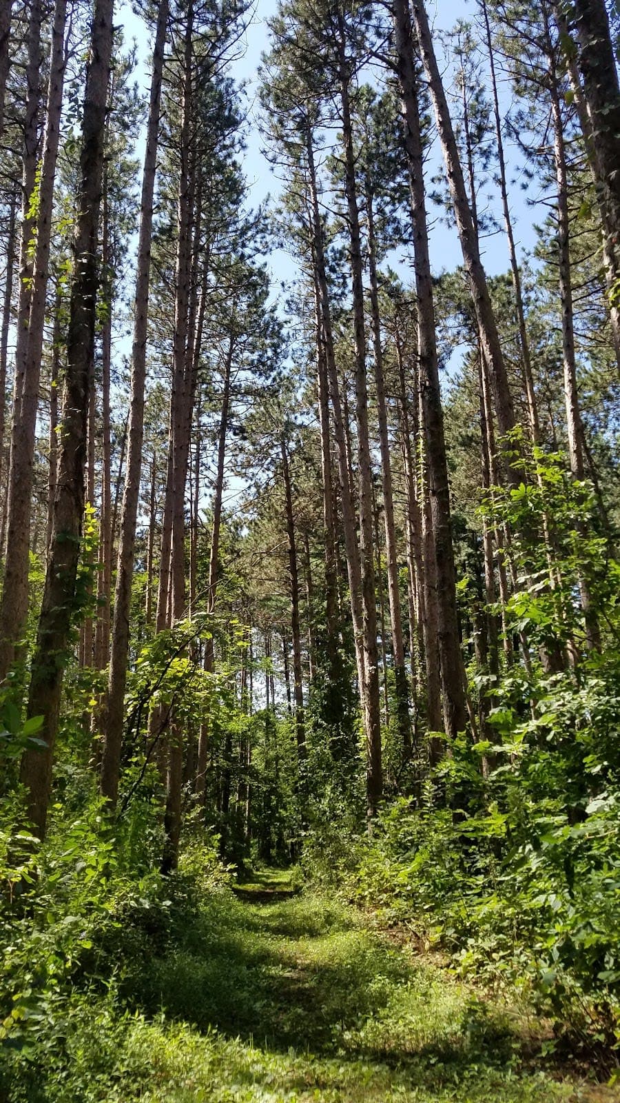 Lowden-Miller State Forest