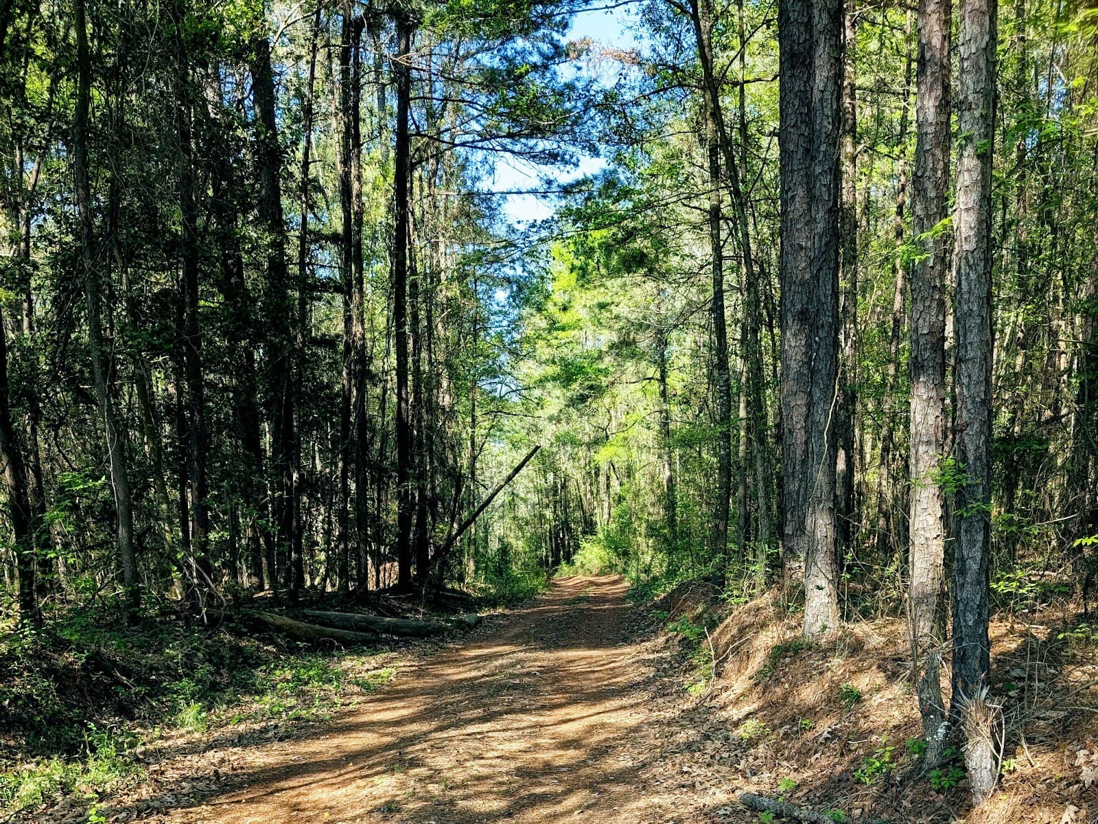 Manchester State Forest