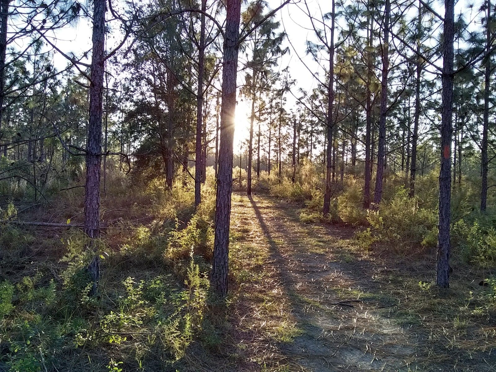 Marjorie Harris Carr Cross Florida Greenway