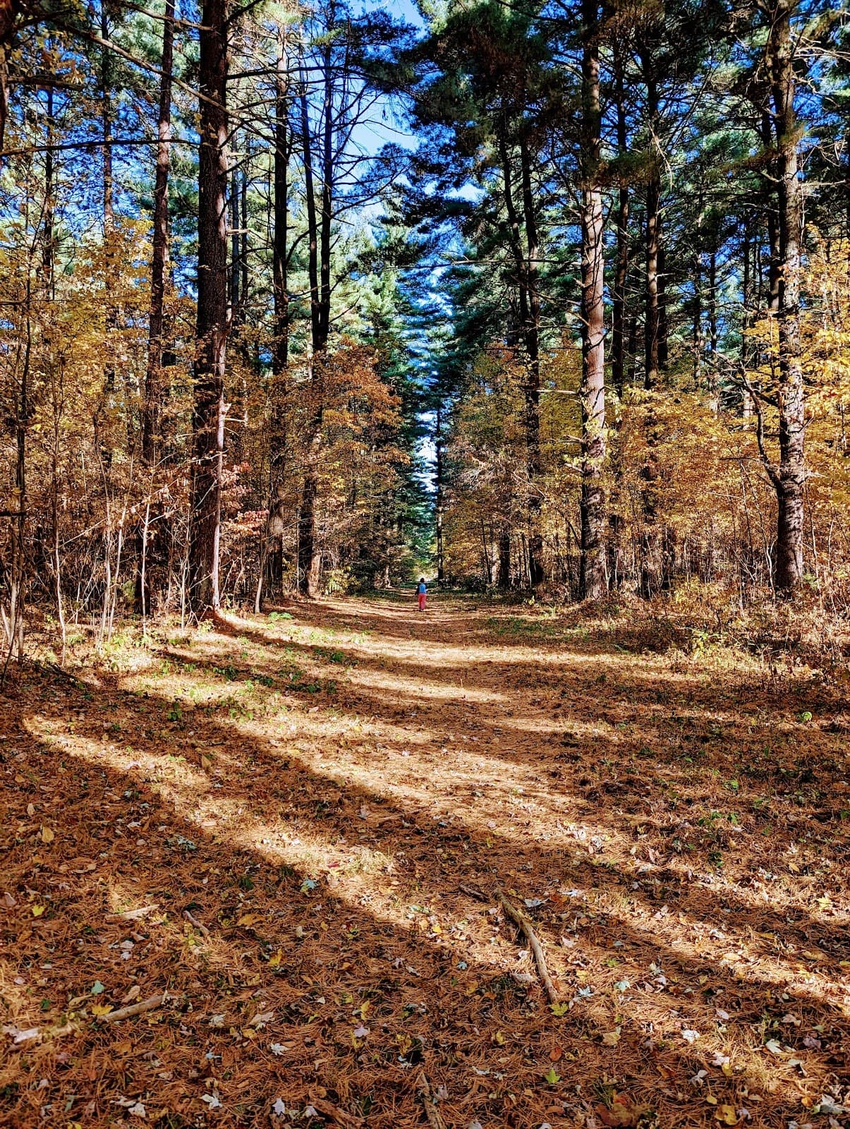 Maumee State Forest