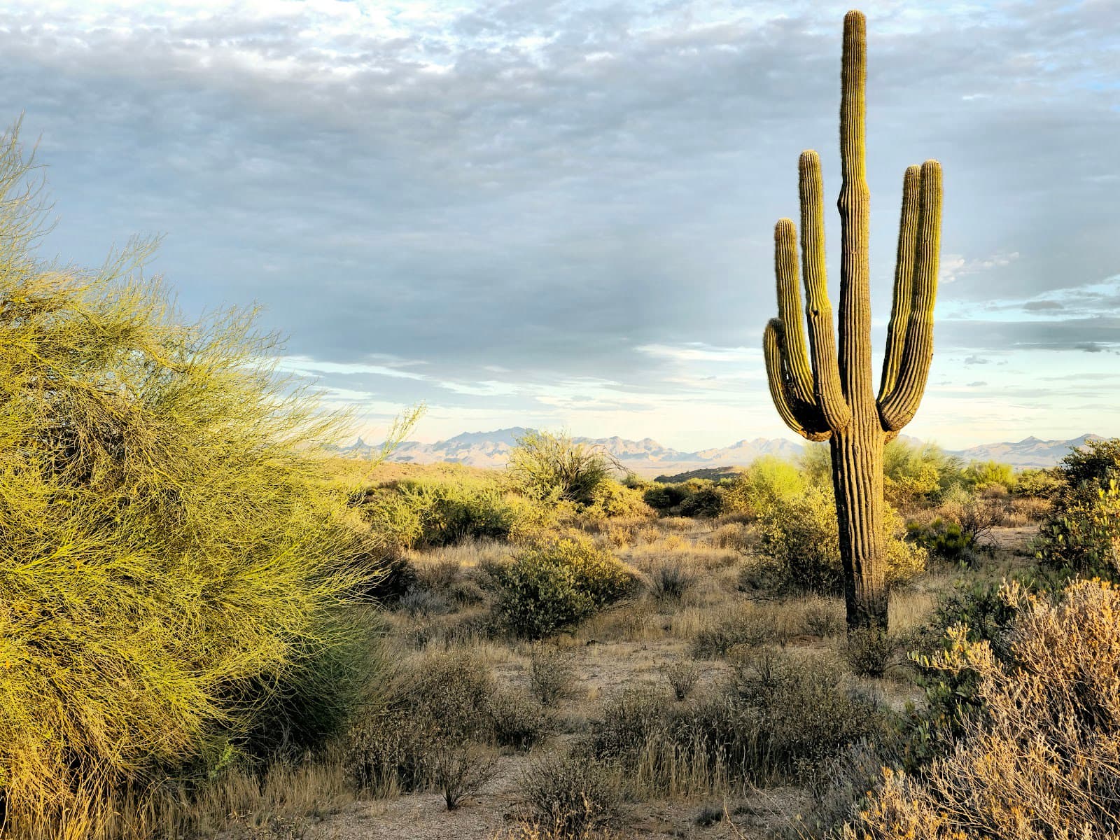 McDowell Mountain Regional Park