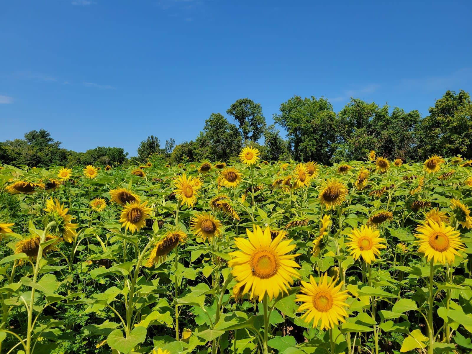 McKee-Beshers Wildlife Management Area
