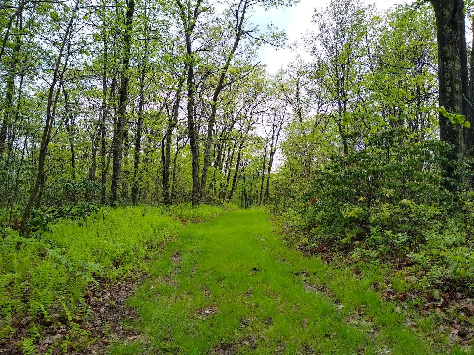 Moshannon State Forest