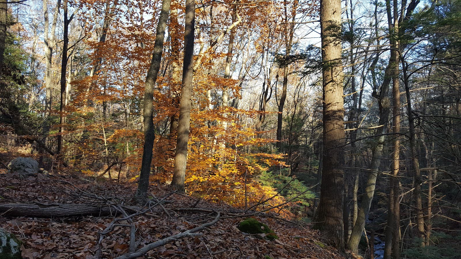 Naugatuck State Forest