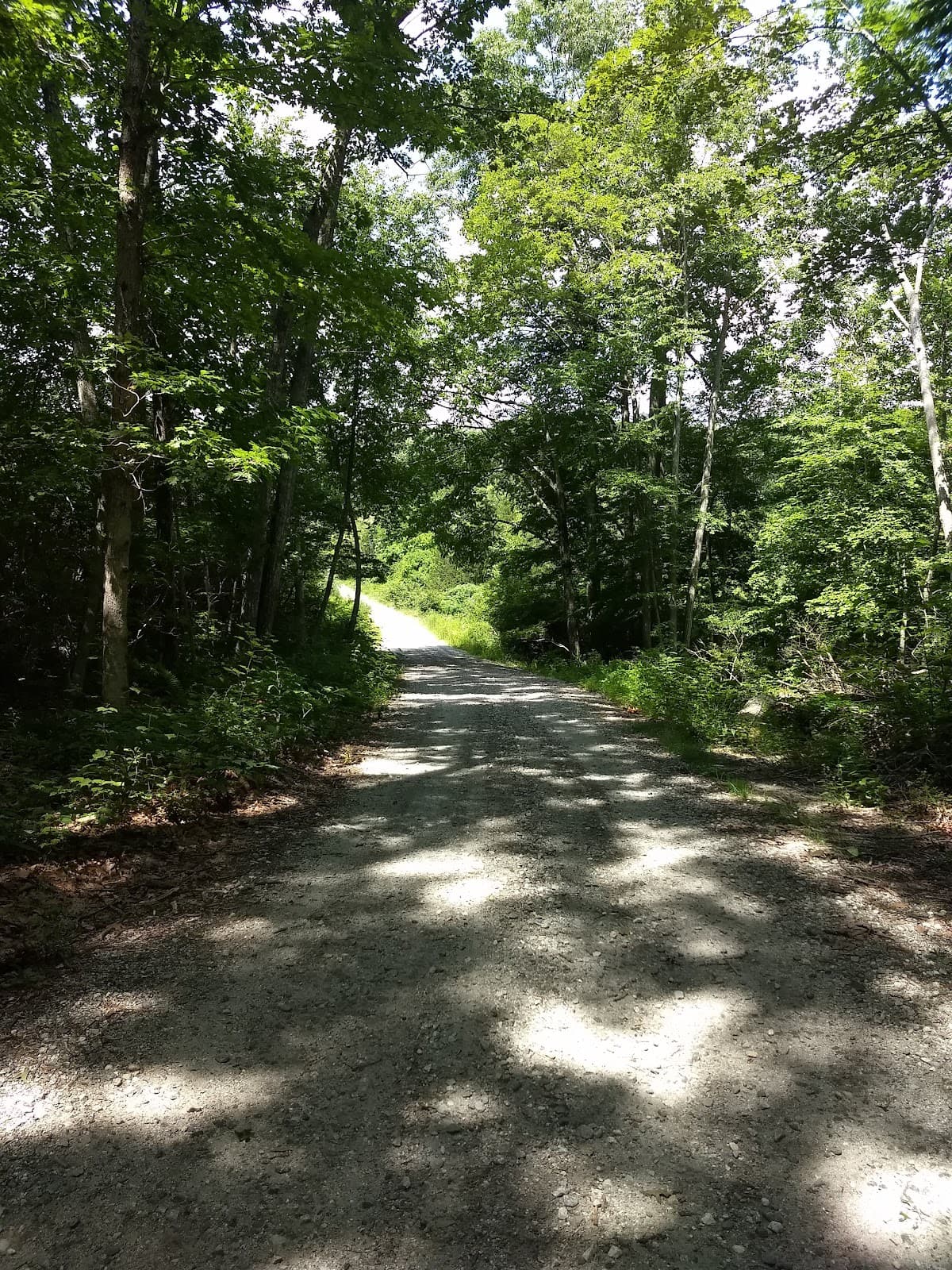 Nehantic State Forest