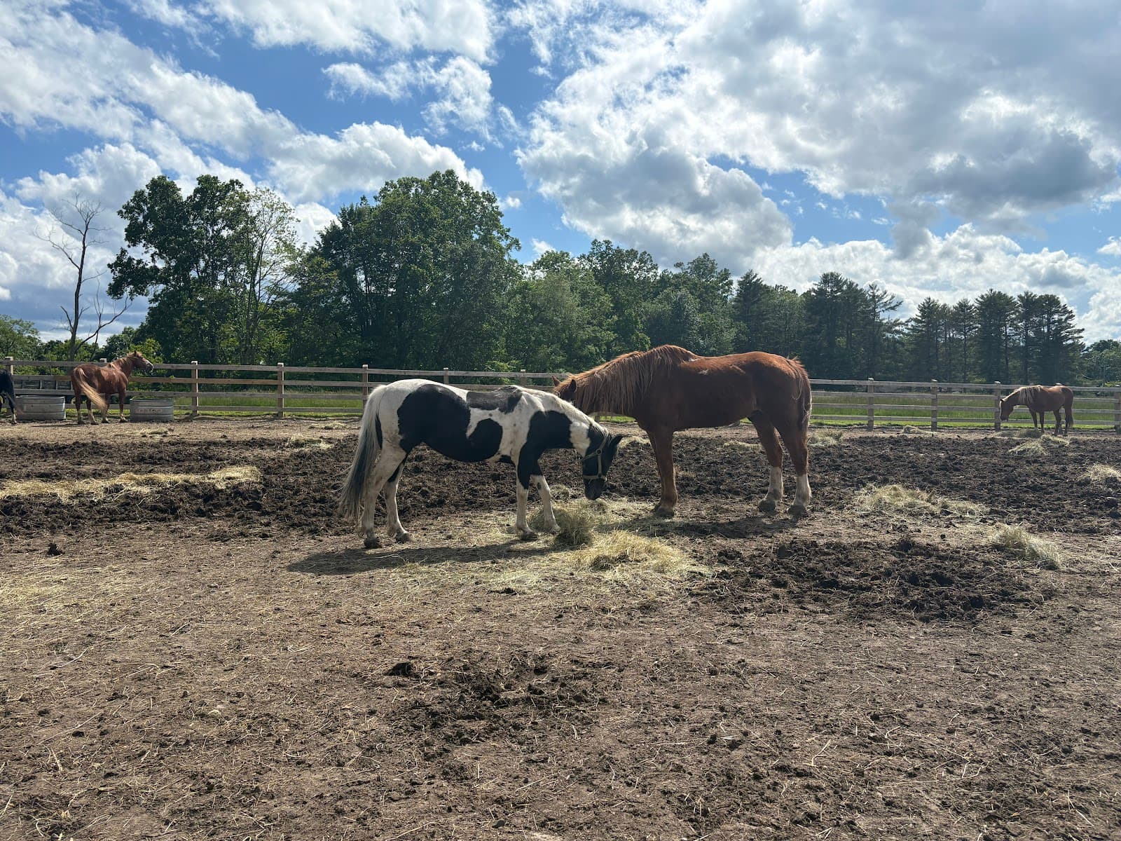 Pipestem Horse Camp and Trail