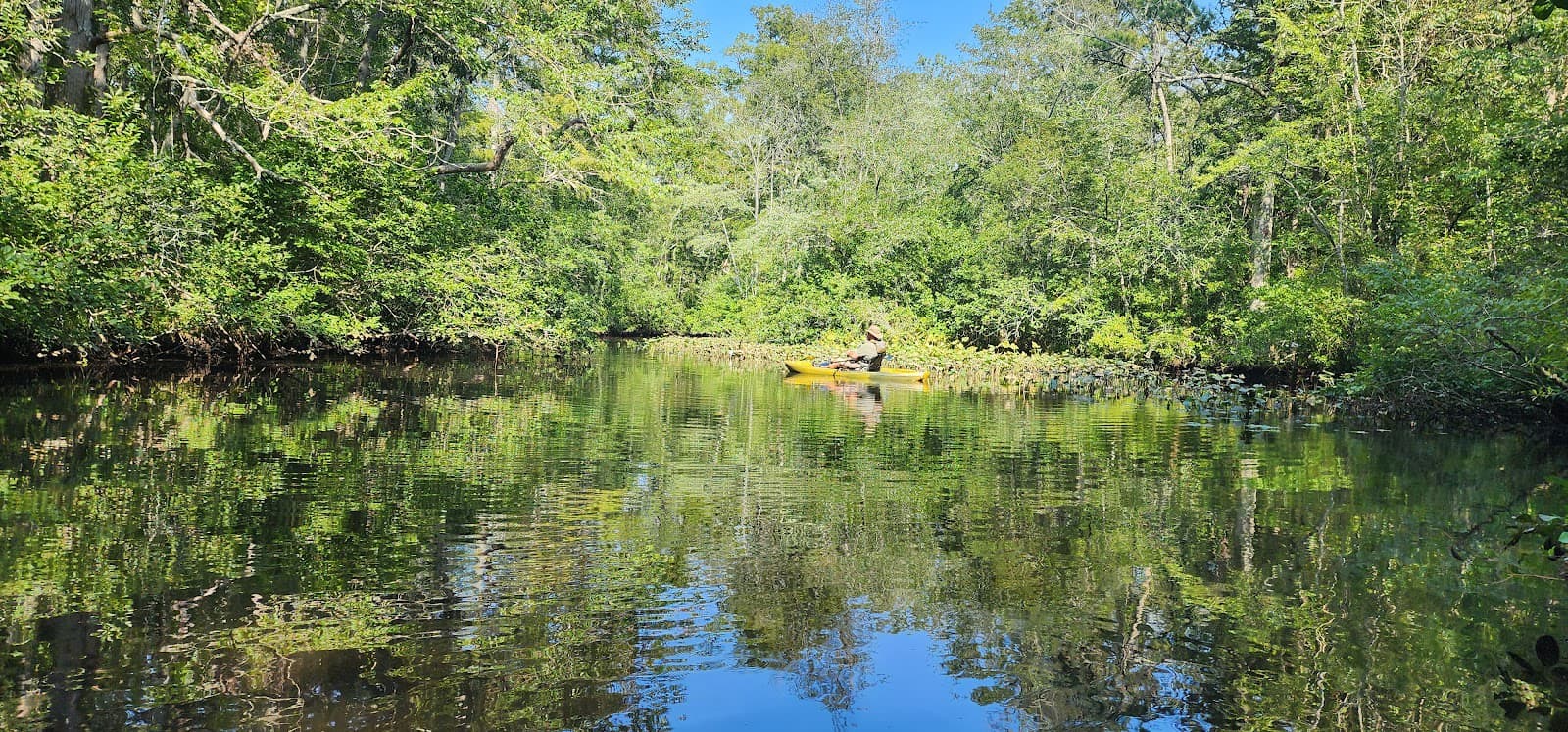 Pocomoke State Forest