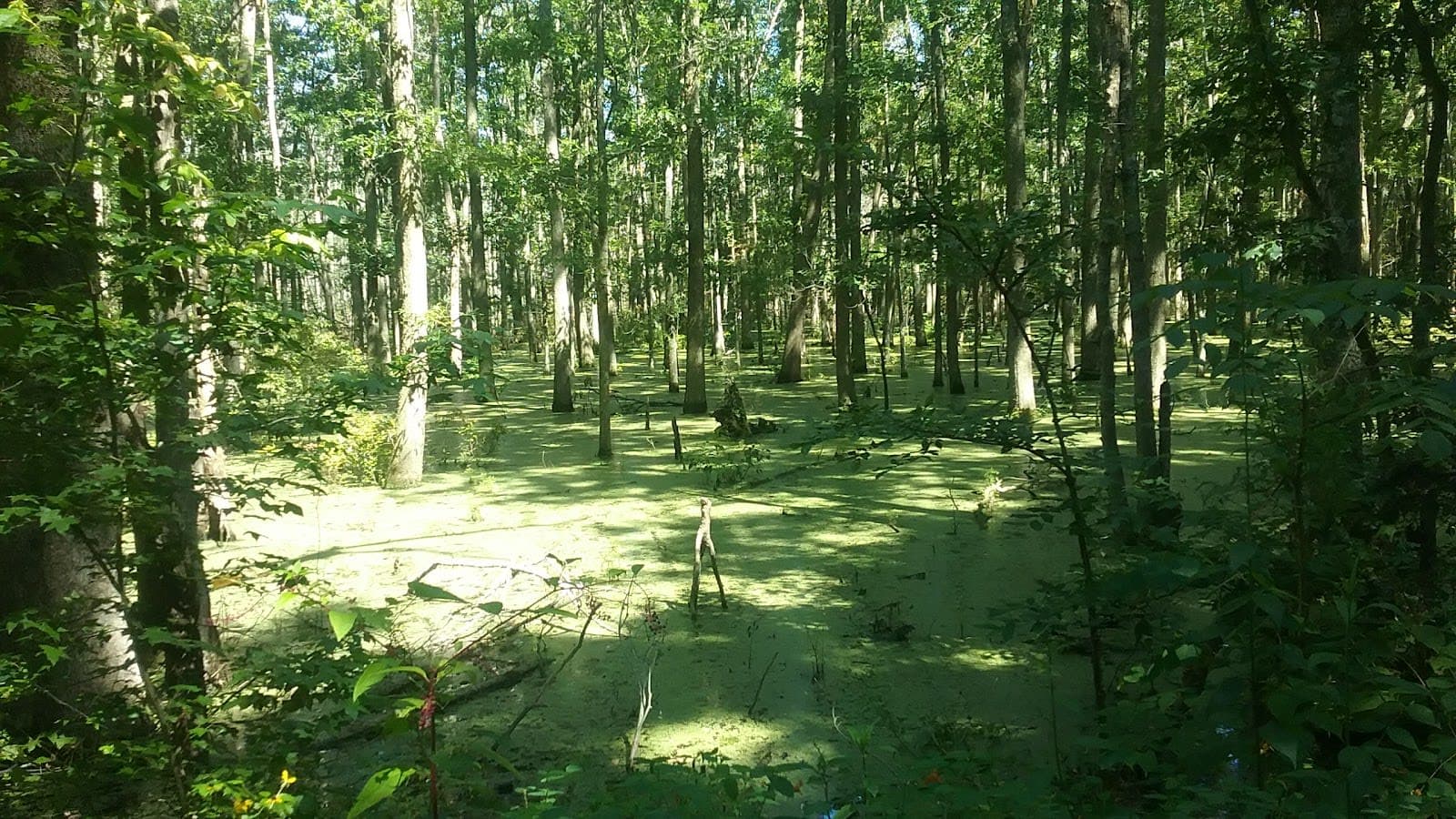 Richard Martin Trail