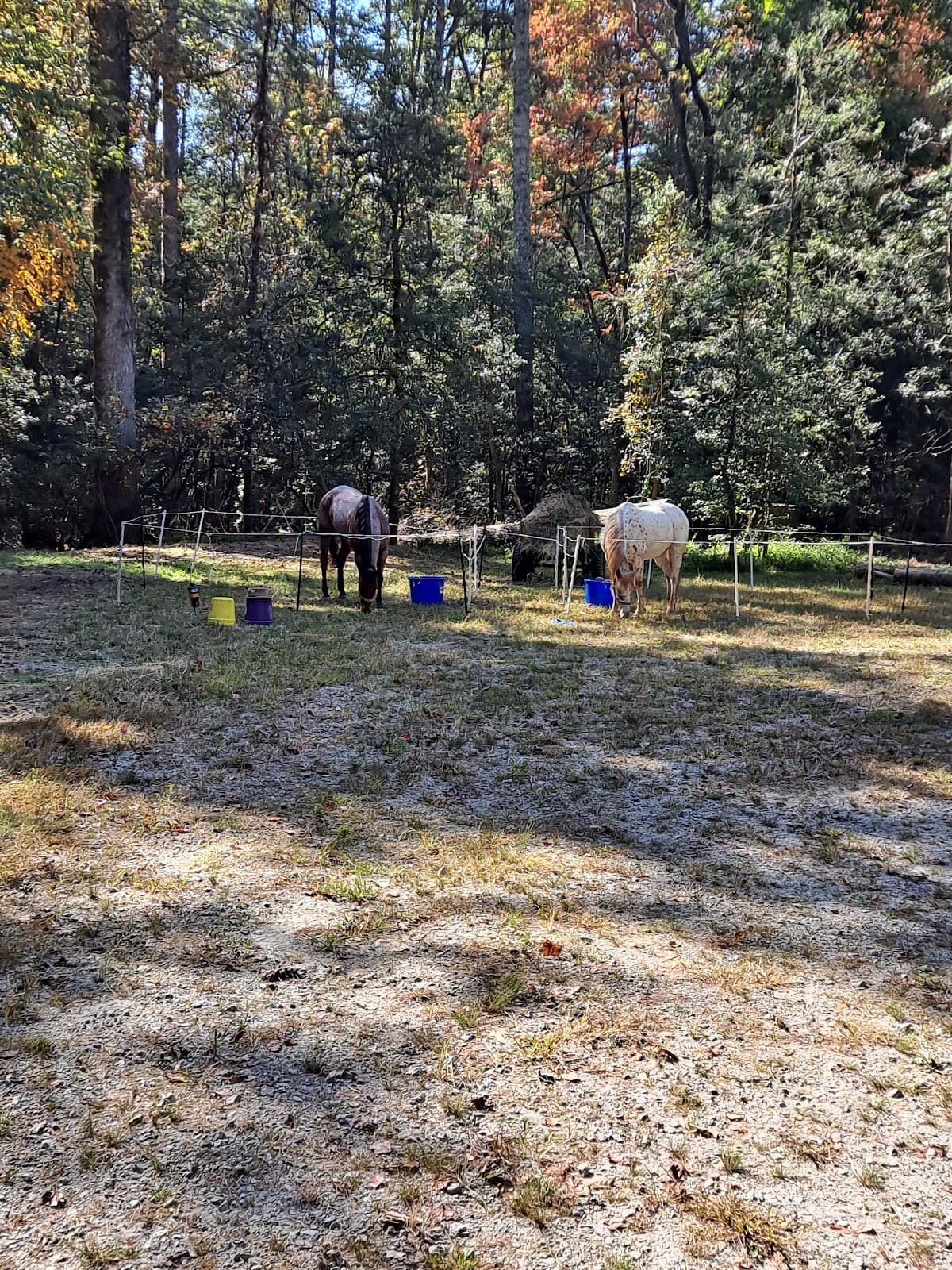Rocky Gap / Willis Knob Horse Trails