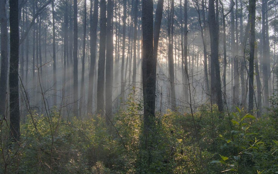 Sam Houston Multiple-Use Trails