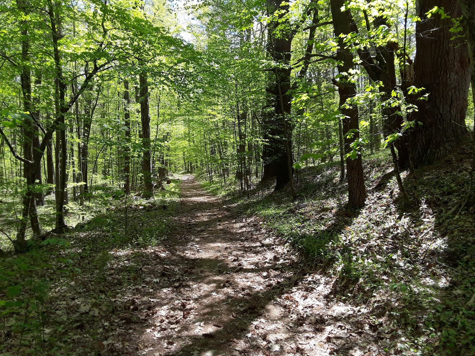 Spencer State Forest