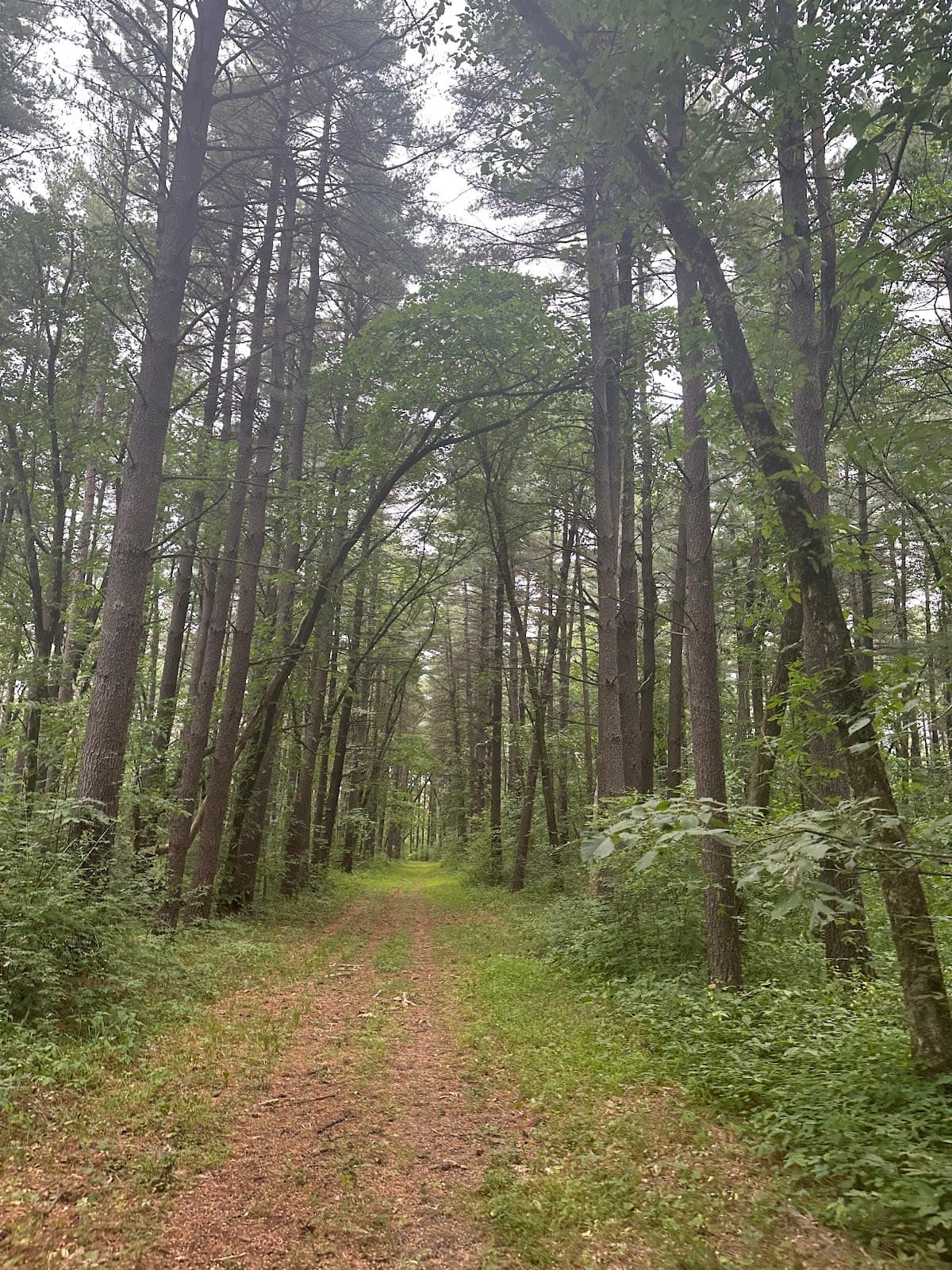 Stephens State Forest
