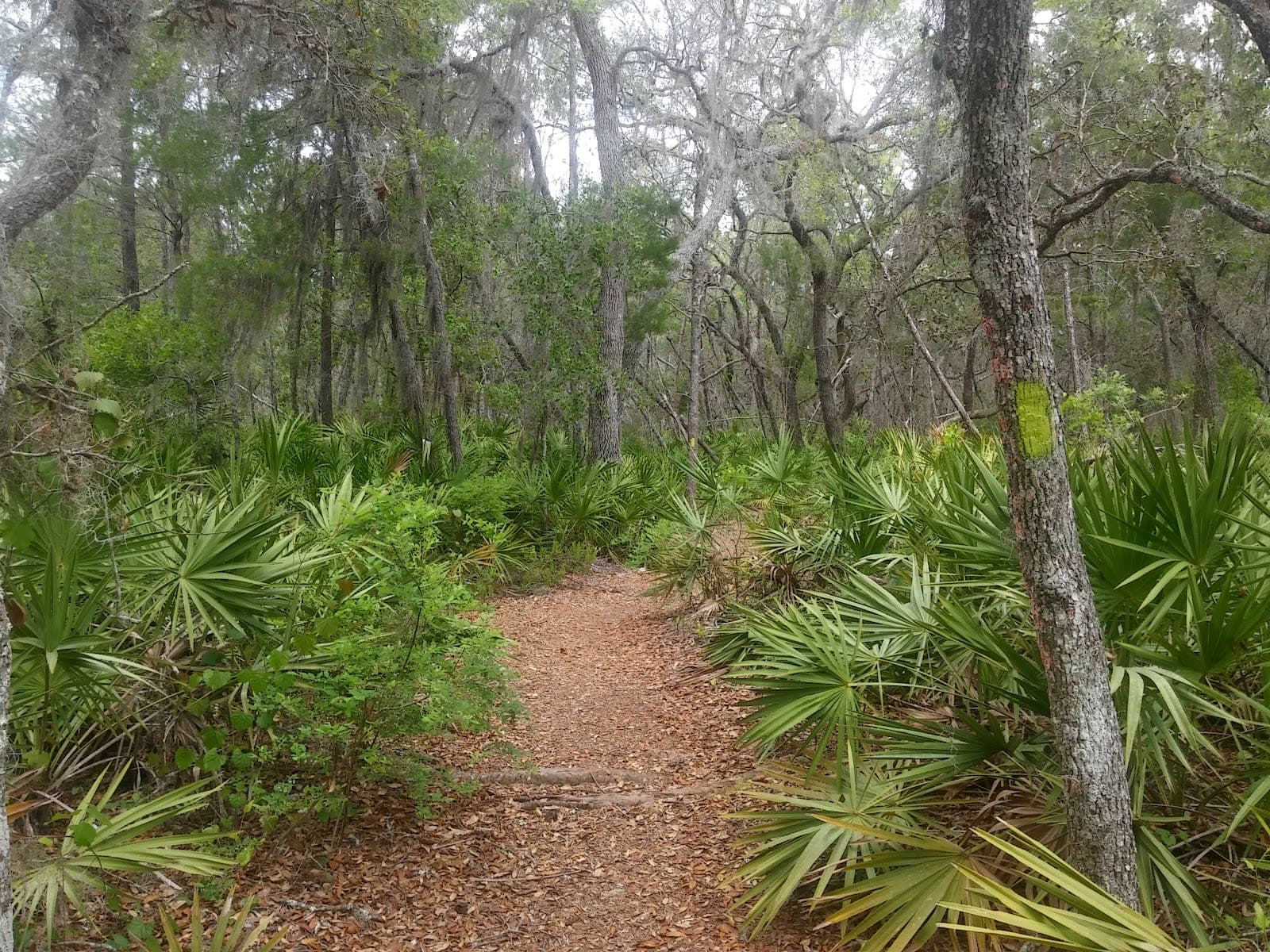 Tiger Bay State Forest