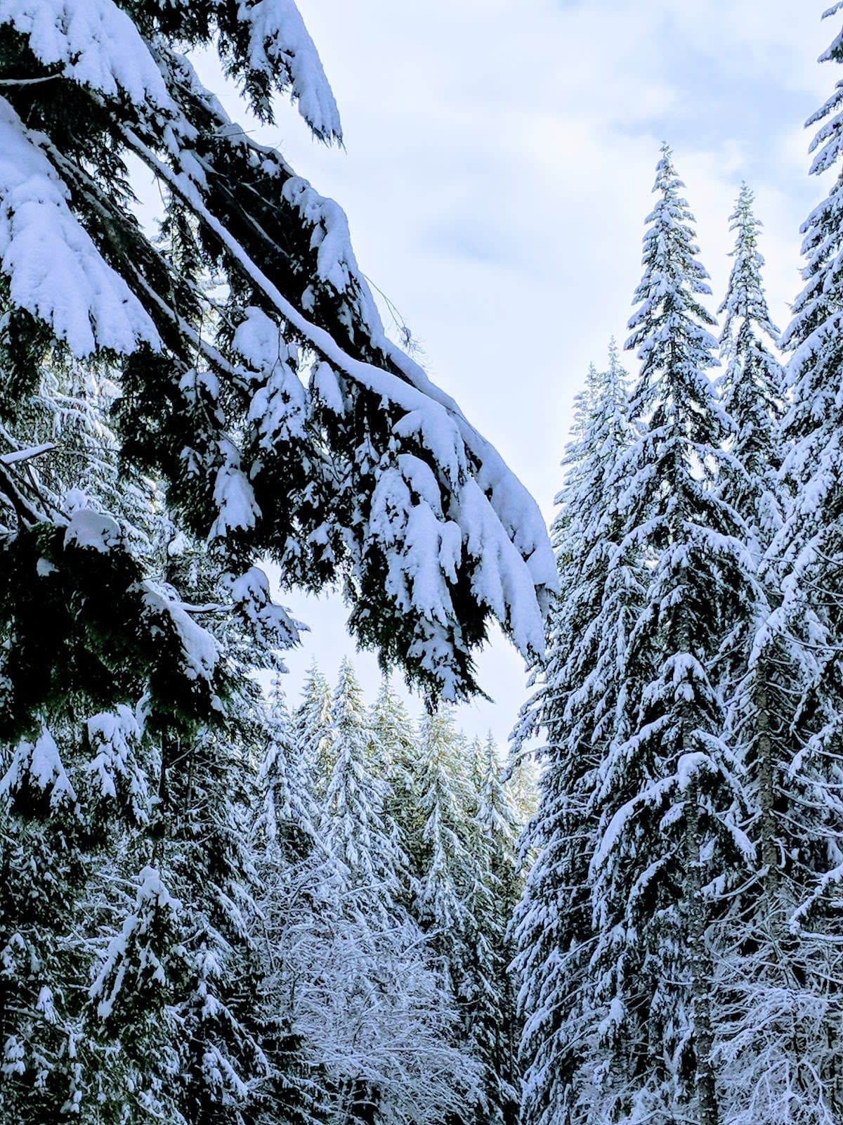 Tillamook State Forest