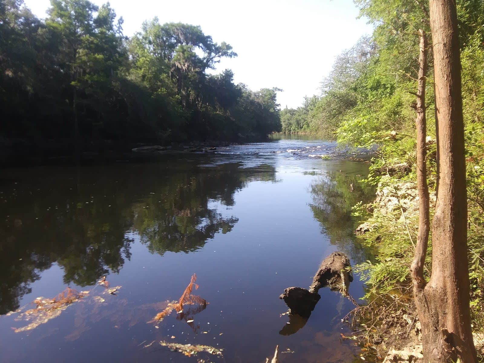 Twin Rivers State Forest