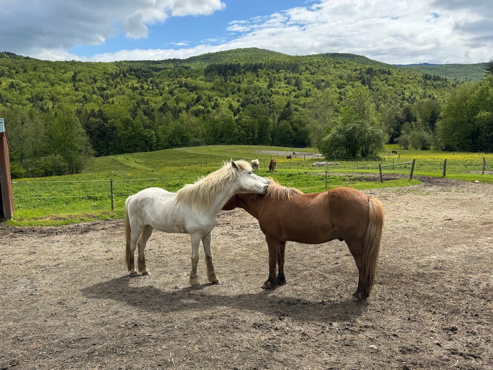 Vermont Icelandic Horse Farm