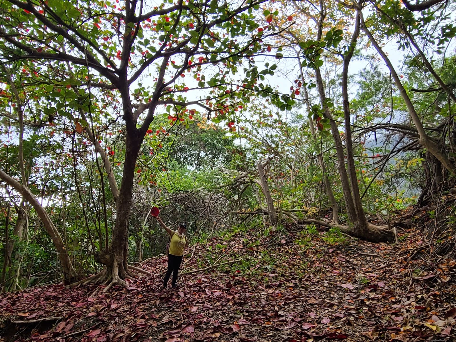 Waimānalo Forest Reserve / Maunawili Ditch Trail