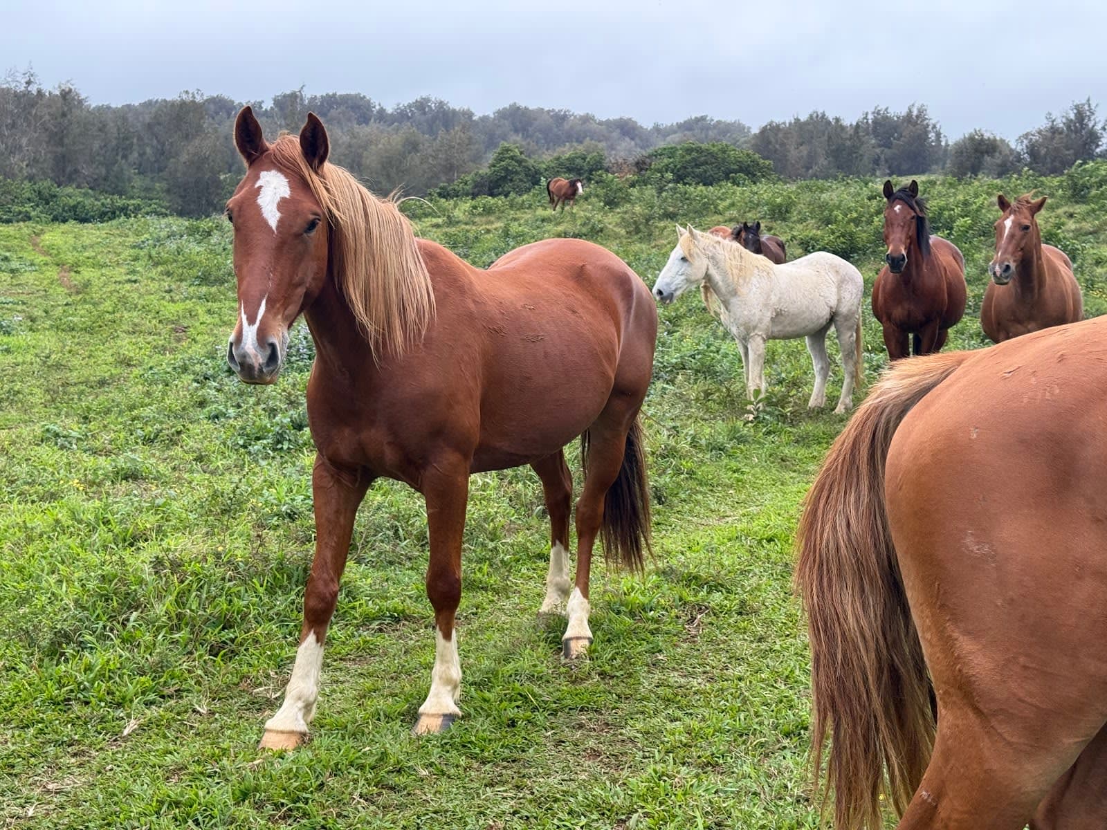 Waipiʻo on Horseback / WOH Ranch