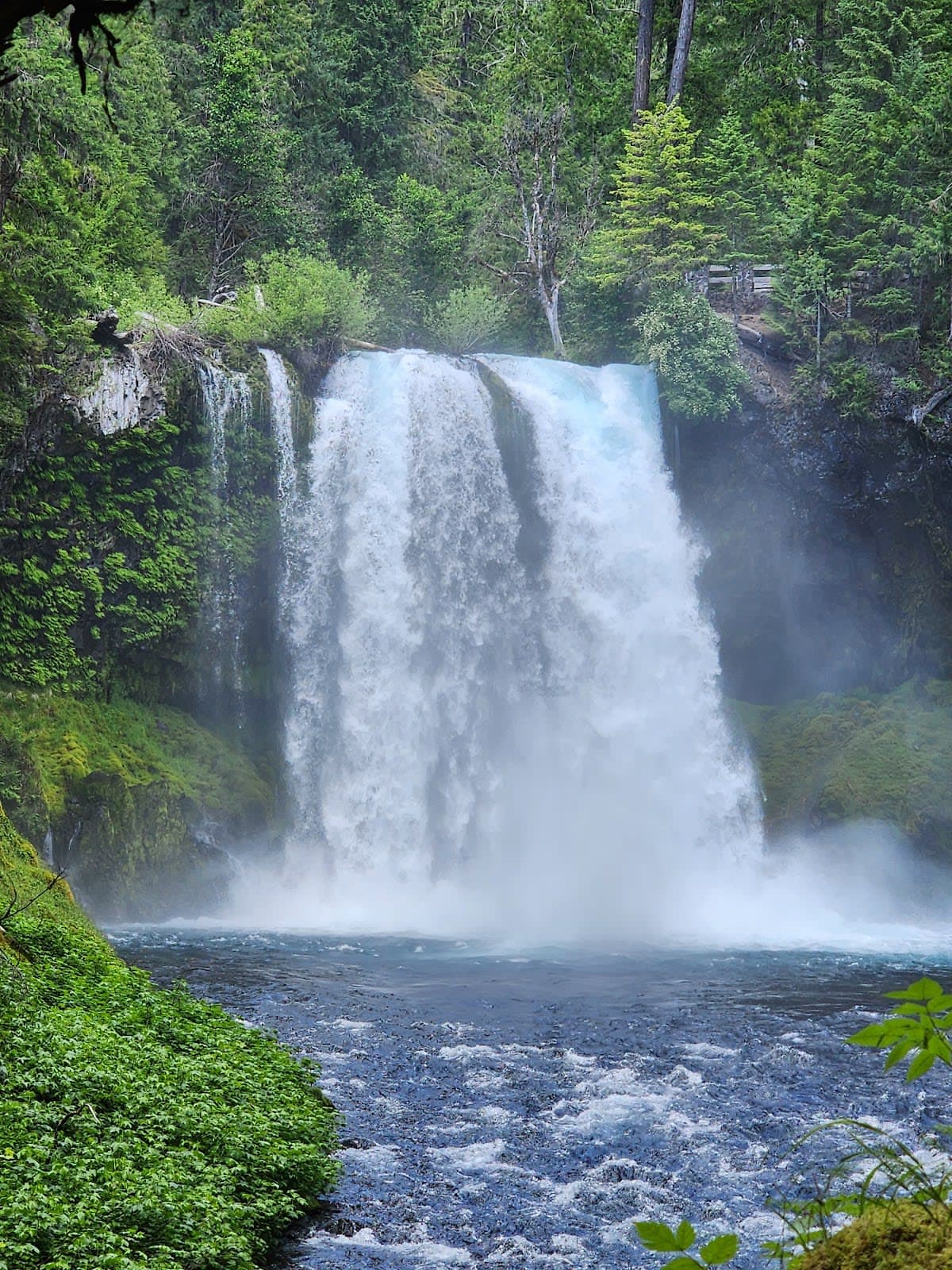 Willamette National Forest