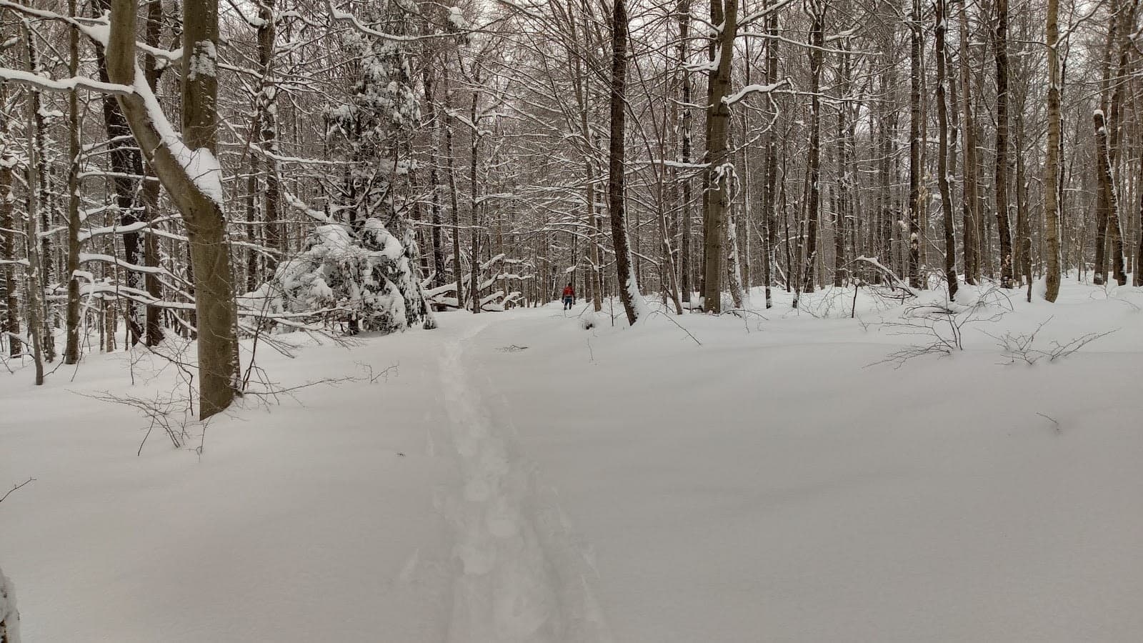 Winona State Forest