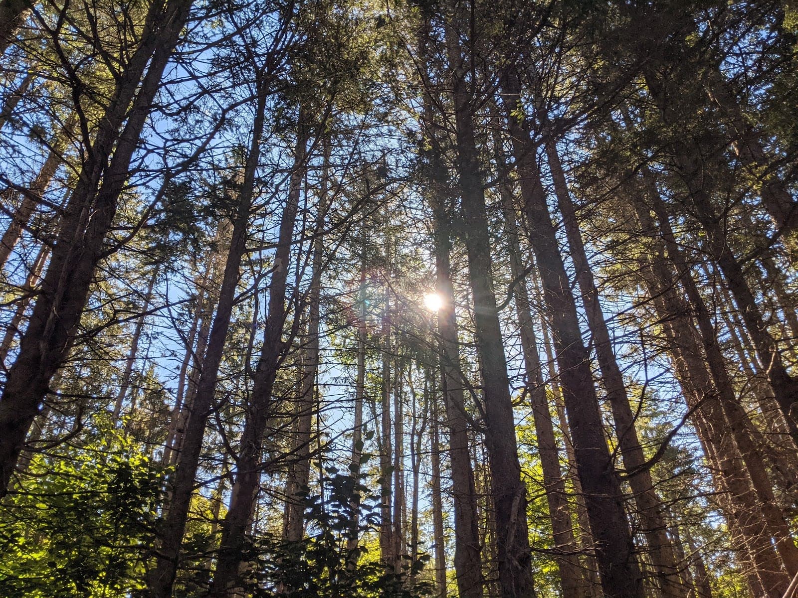 Windsor State Forest