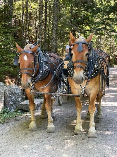 Acadia National Park | Wildwood Stables & Carriage Roads