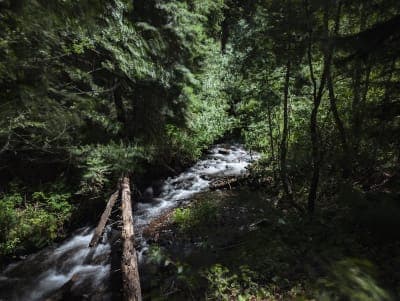 Ahtanum State Forest (Tree Phones / Grey Rock Trail)