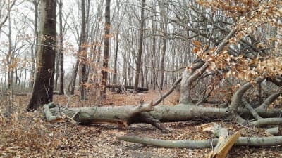 Albro Woods