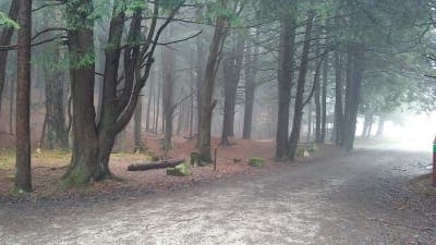 Allegheny National Forest / Kelly Pines Equestrian Area