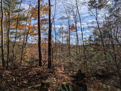 American Legion State Forest