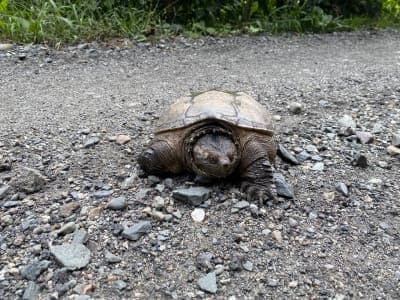 Ammonoosuc Recreational Rail Trail