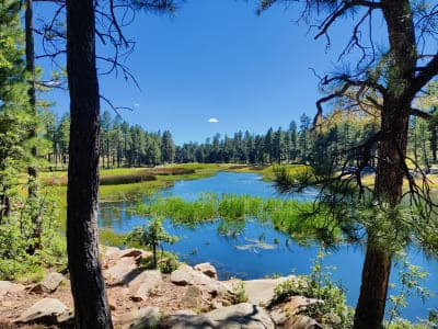 Apache–Sitgreaves National Forests