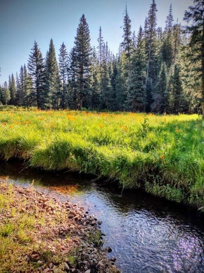 Apache–Sitgreaves National Forests