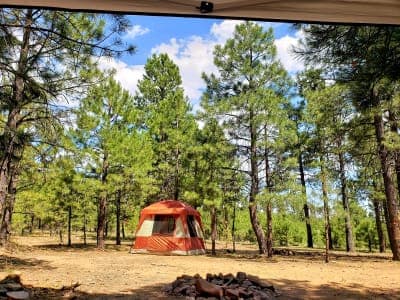 Apache–Sitgreaves National Forests