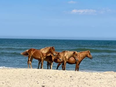Assateague Island National Seashore
